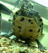 Gelbwangenschmuckschildkröte (M) abzugeben / tauschen (W)