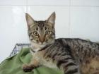 3 Katzenkinder-Tigerkater-Deleste