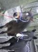 2 REINRASSIGE WESTFÄLISCHE REITPONY(mutter und tochter) ZUVERKAUFEN SONST KOMMEN