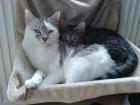 Katzenpärchen  Kater 6J und Katze 2,5J  abzugeben  WOHNUNGSKATZEN