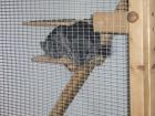 Chinchillapaar mit Käfig abzugeben