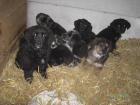 Hübsche Altdeutsche Hütehund-Golden Retriever Mischlingswelpen