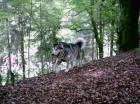 Malamute ( Husky ) 