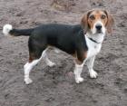 Beagle Rüde 1 J., DRINGEND!!!!