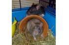 2 Junge Rattenmännchen
