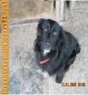  DENIS  - Spanielmix
