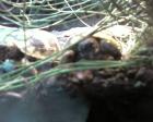 Suche Griechische Landschildkröten THH Weibche