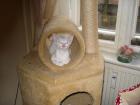 HILFE,  Balinesen Deckkater gesucht
