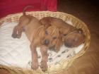 Shar-pei mix rüde 10 wochen