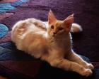 Maine Coon-Teenies suchen Familienanschluss