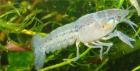 Blauer Floridakrebs - Procambarus alleni