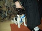 11 Wochen alter Jack Russel