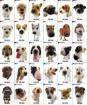 Suchen schon so lange ein kleinbleibenden hund, :- 