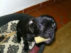 Verkaufe Französische Bulldogge