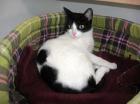 Liebe Katze Frankie sucht ein Zuhause!