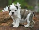 ENTDECKENDE ENGLISCHE BULLDOG-WELPEN