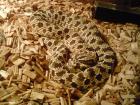 Westliche Hakennasennatter (Heterodon nasicus) NZ 07
