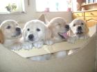 Wunderschöne Golden Retriever Welpen mit Stambaum