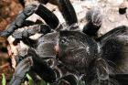   Pamphobeteus nigricolor,selten 