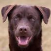 BRUNO - Husky-Mix-Weimaraner - 8 Monate - Tierhilfe-Franken e.V.