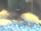 Malawi-Barsch Labidochromis yellow