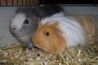 2 liebe Meerschweinchen abzugeben (verkaufen) mit Zubehör etc.