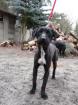 Schnauzermix Rüde DRINGEND!!!