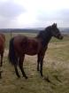 Quarter horse Jährlingshengst