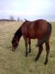 Quarter horse Jährlinsstute