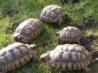 Geochelone sulcata