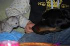 HUNDESITTING IN BAUTZEN