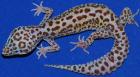 Suche 2 weibliche Leopardengeckos!!!