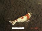 Originale red u black bees Hochzuchten,,,usw,,