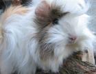 Meerschweinchen aus Hobbyzucht Peruaner
