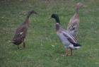 3 junge gesunde indische Laufenten aus Naturbrut (1 Erpel + 2 Enten) zu verkaufe
