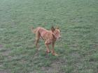 Buddy sucht sportliche Familie