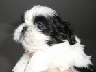 Shi - Tzu Welpen