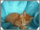  Maine Coon Kitten- verschmuste Fellnasen suchen ab sofort