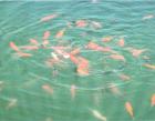 Verkaufe Goldfische