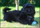 Lackschwarzer Shih Tzu Welpe Fin Fin (VDH/FCI)