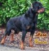 Rottweilerwelpen von der Havelhexe