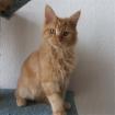 Rotes Maine Coon baby aus seriöser privater Hobbyzucht