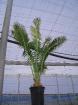 Dioon spinulosum