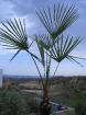 Trachycarpus wagnerianus  bis -18  C