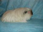 Coronet,Sheltie&Rosette suchen neues Zuhause!
