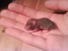 Verkaufe süße Goldhamsterbabys