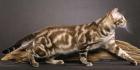 Bengalkater Deckkater 