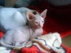 Spynxkitten sucht liebevolles zu Hause