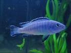 Malawiseecichliden, Pseudotropheus socolofi