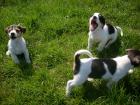 Rauhhaar Jack Russell